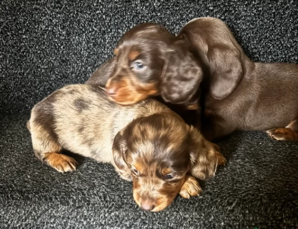 bassotto per adozione