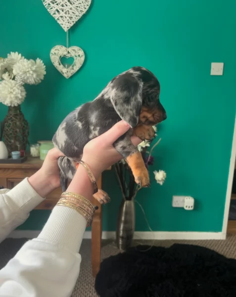 bassotto per adozione | Foto 0