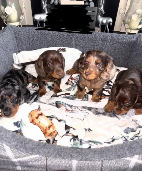 bassotto per adozione