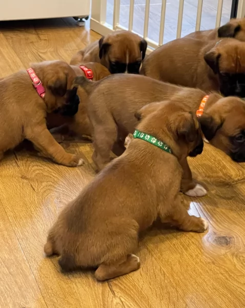 cuccioli di Boxer per adozione