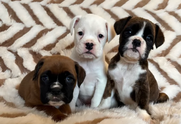 cuccioli di Boxer per adozione | Foto 1