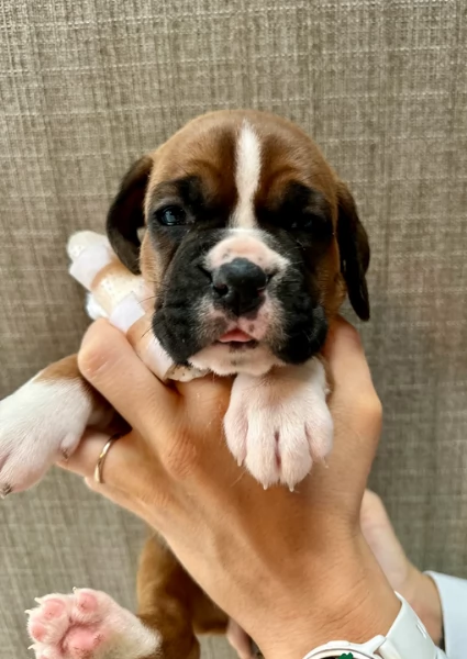 cuccioli di Boxer per adozione | Foto 2