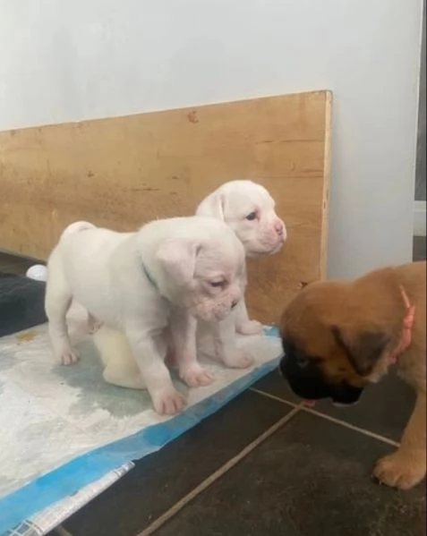 cuccioli di Boxer per adozione | Foto 0