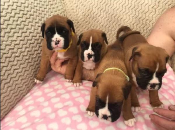 cuccioli di Boxer per adozione | Foto 1