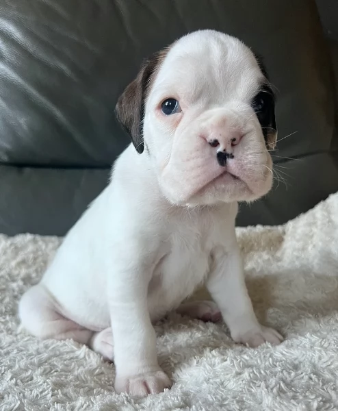 cuccioli di Boxer per adozione | Foto 1