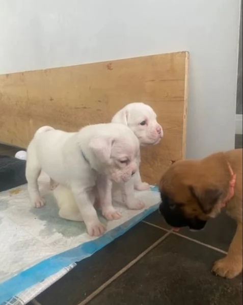 cuccioli di Boxer per adozione | Foto 1