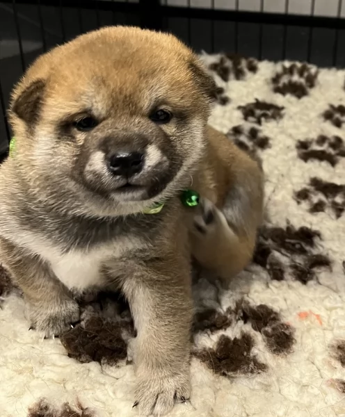 meravigliosi Shiba Inu di razza pura taglia piccola per adozione | Foto 5
