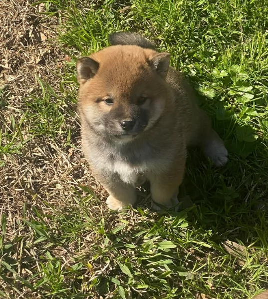 meravigliosi Shiba Inu di razza pura taglia piccola per adozione | Foto 1