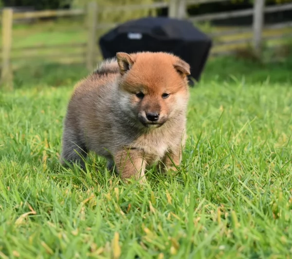 meravigliosi Shiba Inu di razza pura taglia piccola per adozione | Foto 4