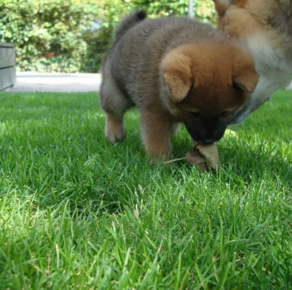 meravigliosi Shiba Inu di razza pura taglia piccola per adozione | Foto 0