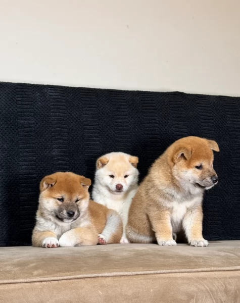 meravigliosi Shiba Inu di razza pura taglia piccola per adozione | Foto 2