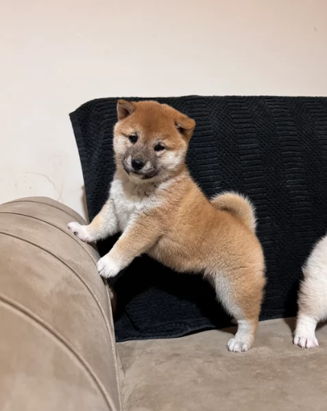 meravigliosi Shiba Inu di razza pura taglia piccola per adozione | Foto 5
