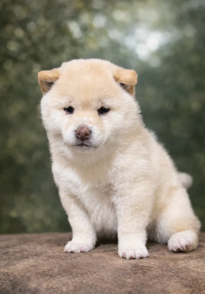 meravigliosi Shiba Inu di razza pura taglia piccola per adozione | Foto 3