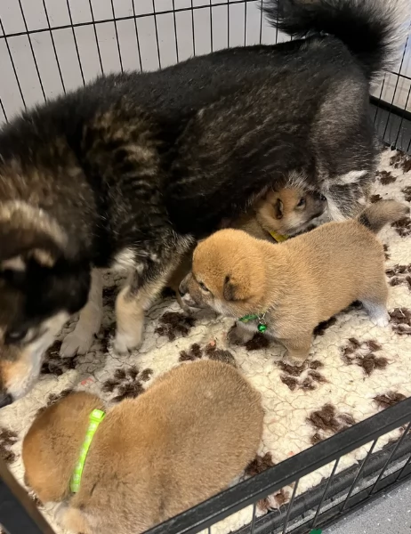 meravigliosi Shiba Inu di razza pura taglia piccola per adozione | Foto 0