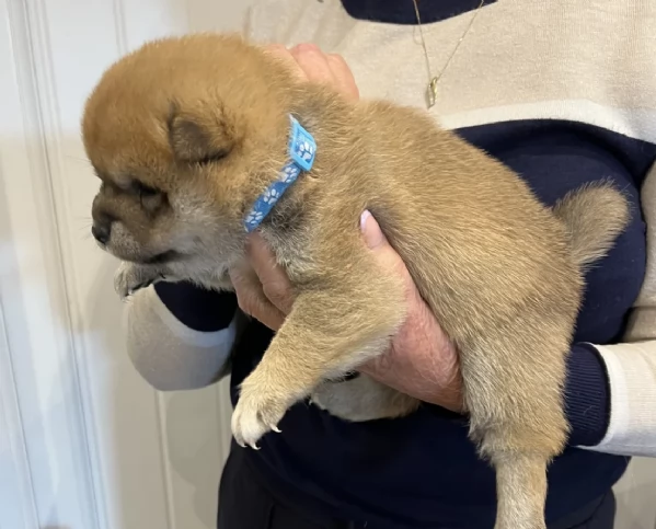 meravigliosi Shiba Inu di razza pura taglia piccola per adozione