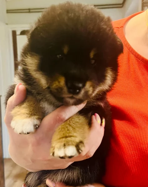 meravigliosi Shiba Inu di razza pura taglia piccola per adozione | Foto 1