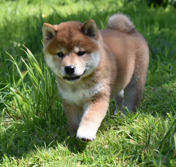 meravigliosi Shiba Inu di razza pura taglia piccola per adozione | Foto 2