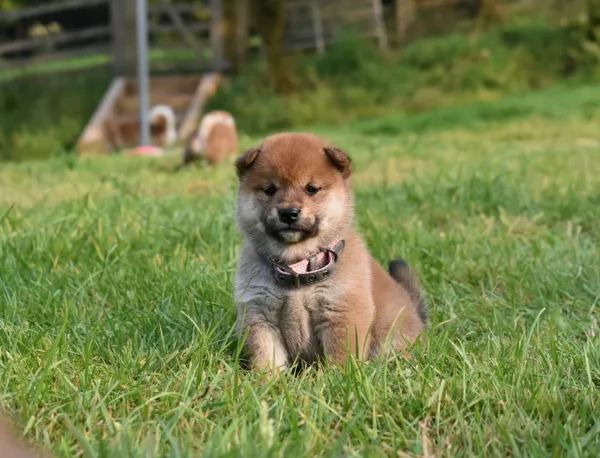 meravigliosi Shiba Inu di razza pura taglia piccola per adozione | Foto 1