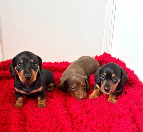 Cuccioli di bassotto