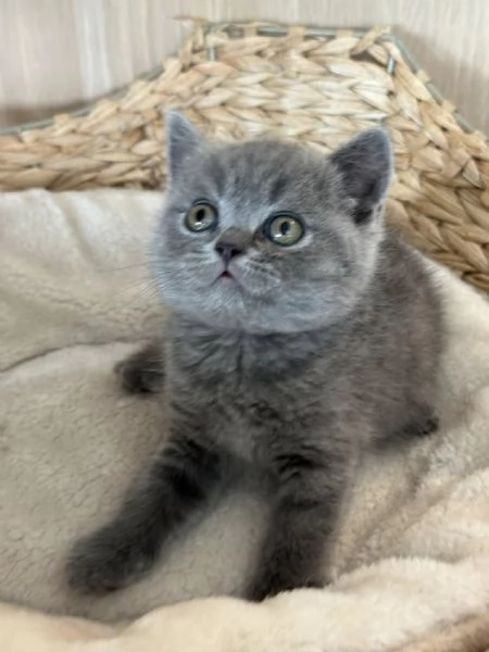 Cuccioli British Shorthair | Foto 0