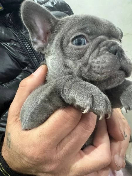 Meravigliosa Cucciola di Bulldog Francese 