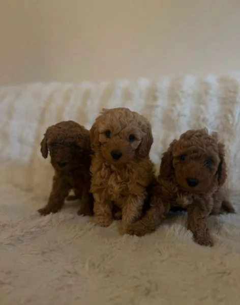 Barboncinno toy | Foto 1