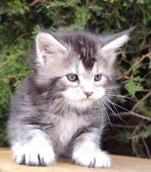 Maine Coon, Gattini di Razza Purezza  Disponibili Subito!!! | Foto 0