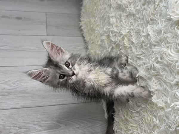 Gattini Maine Coon maschi e femmine - di razza pura