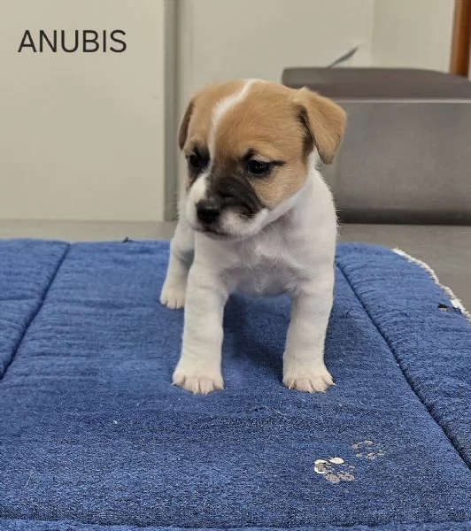 Cuccioli Jack Russell Terrier 
