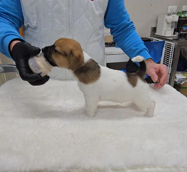Cuccioli Jack Russell Terrier  | Foto 0