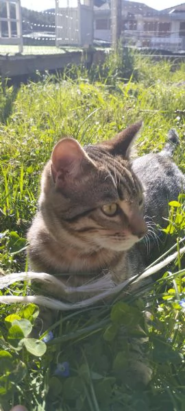 Cerco gatto/a  europeo