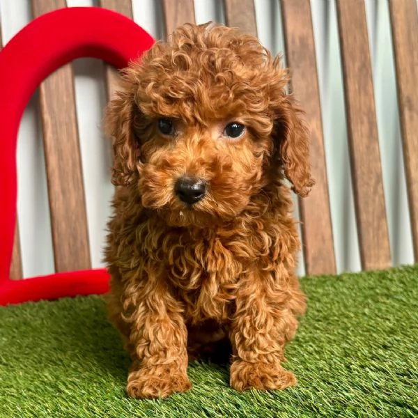 Cuccioli di Barboncino