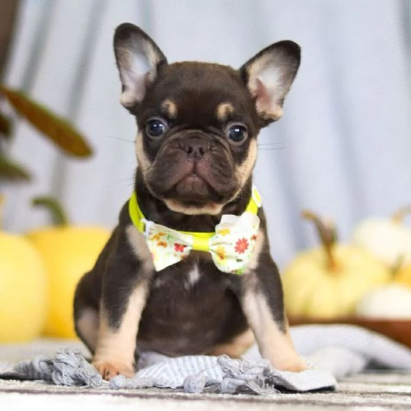 Cuccioli di bulldog francese carini | Foto 0