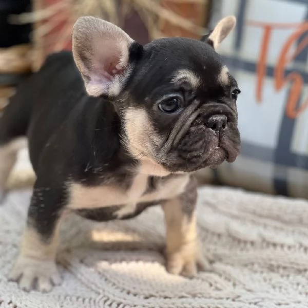 Cuccioli di bulldog francese carini