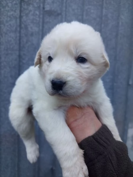 Pastore Maremmano  | Foto 1