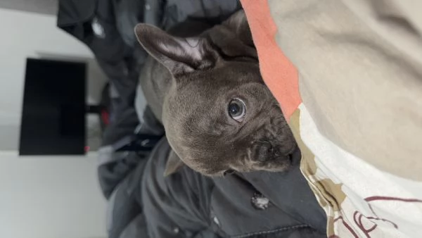 Bulldog francese  | Foto 4