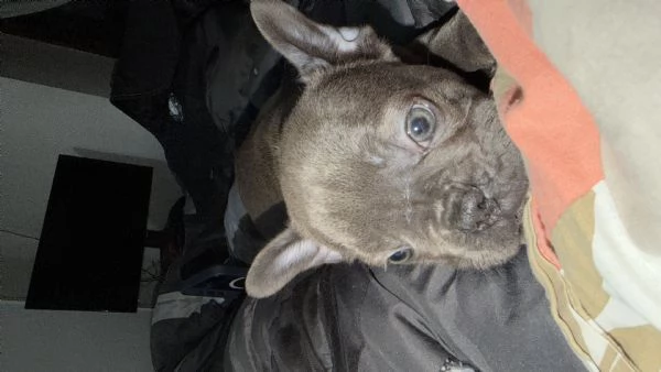 Bulldog francese  | Foto 3