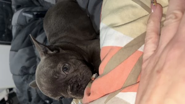 Bulldog francese  | Foto 2