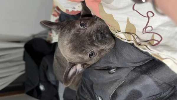 Bulldog francese  | Foto 1