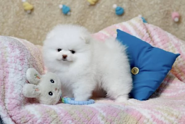 Cucciolo di Volpino Pomerania pronto per l'adozione