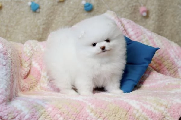 Cucciolo di Volpino Pomerania pronto per l'adozione | Foto 3