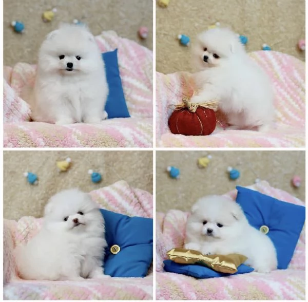 Cucciolo di Volpino Pomerania pronto per l'adozione | Foto 1