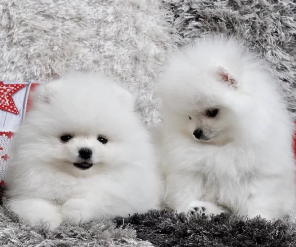Bellissimi cuccioli maschi e femmine di Pomerania Teddy Bear pronti per l'adozione