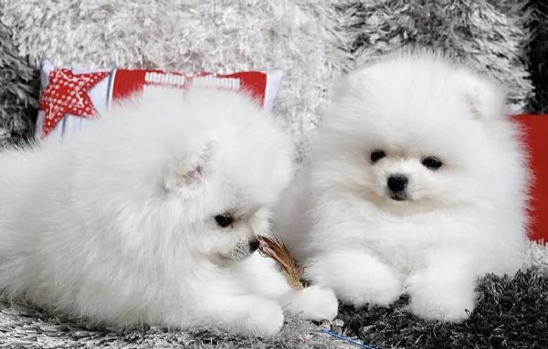 Bellissimi cuccioli maschi e femmine di Pomerania Teddy Bear pronti per l'adozione | Foto 2