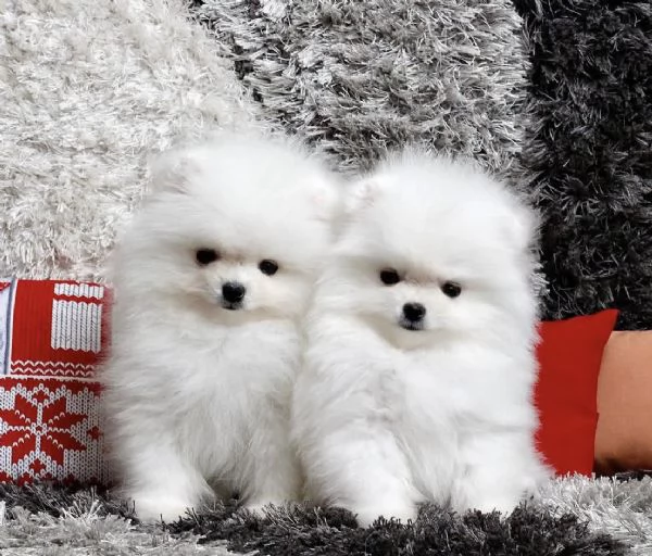 Bellissimi cuccioli maschi e femmine di Pomerania Teddy Bear pronti per l'adozione | Foto 1