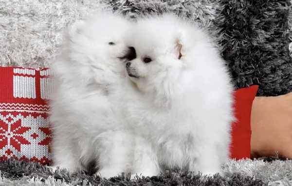 Bellissimi cuccioli maschi e femmine di Pomerania Teddy Bear pronti per l'adozione | Foto 0