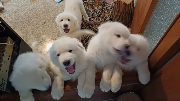 Pastori Maremmani Con Pedigree di 2 mesi