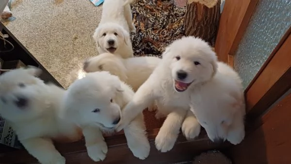 Pastori Maremmani Con Pedigree di 2 mesi | Foto 0