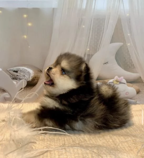 Cucciolo di Pomerania Toy di razza pura, soffice e con la faccia pelosa | Foto 6