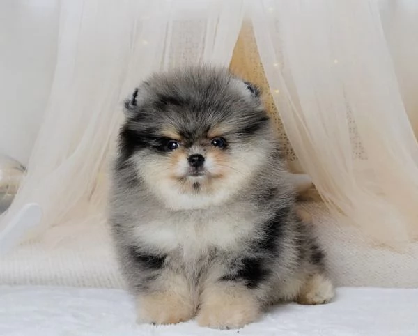 Cucciolo di Pomerania Toy di razza pura, soffice e con la faccia pelosa | Foto 5